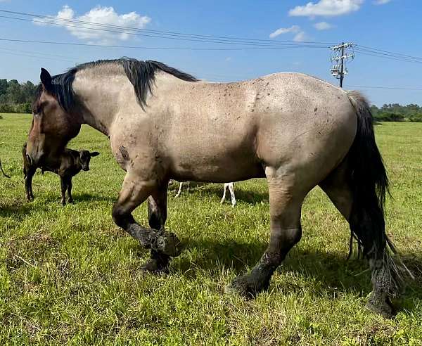 draft-belgian-horse