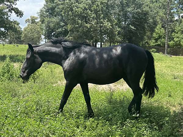 best-belgian-horse