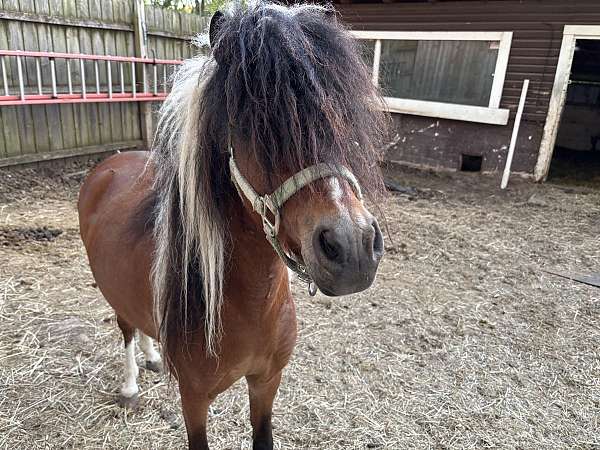 color-shetland-pony