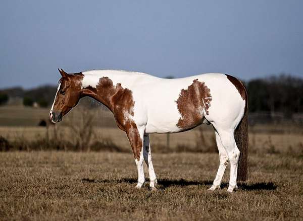 athletic-paint-horse