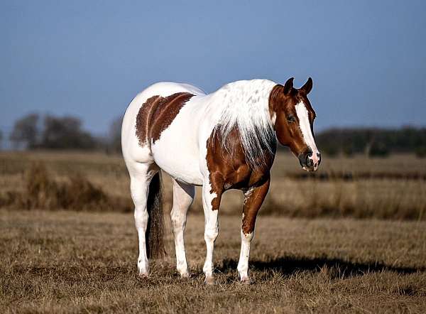 calf-roping-paint-horse