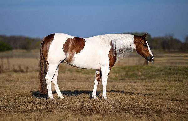 all-around-paint-horse