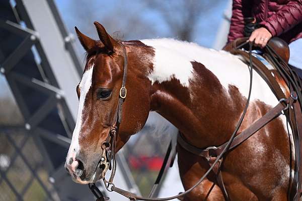 money-winner-paint-horse