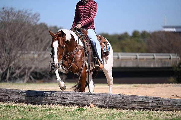 flashy-paint-horse
