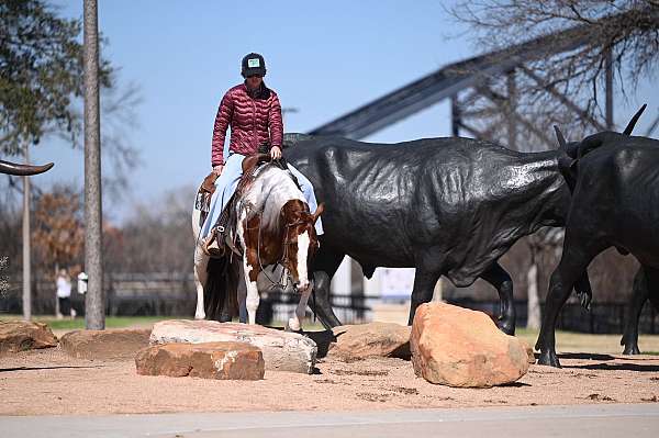 performance-paint-horse