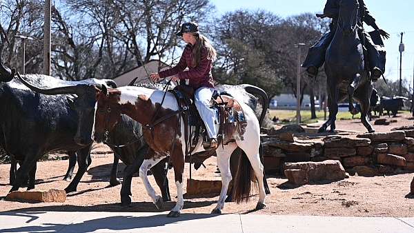 ranch-paint-horse