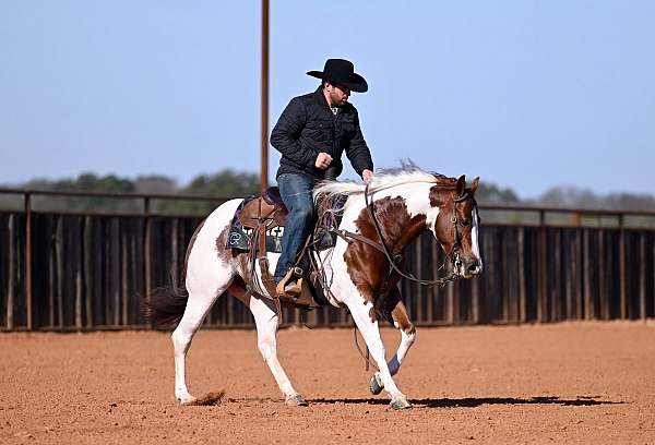 ranch-work-paint-horse