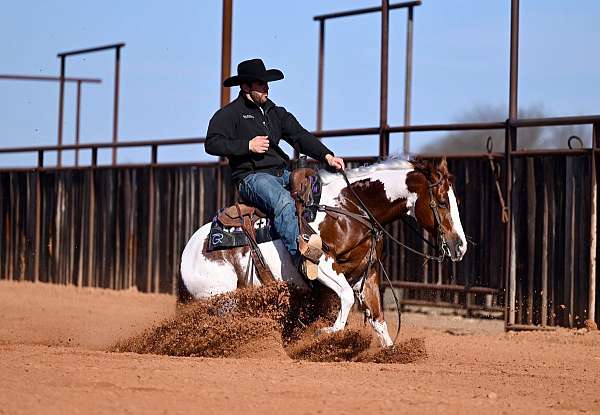 roping-paint-horse