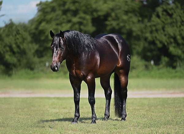 breeding-quarter-horse