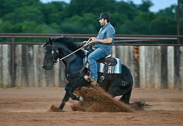 calf-roping-quarter-horse