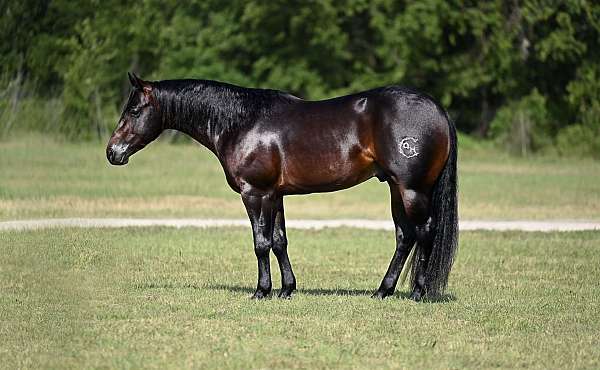 athletic-quarter-horse