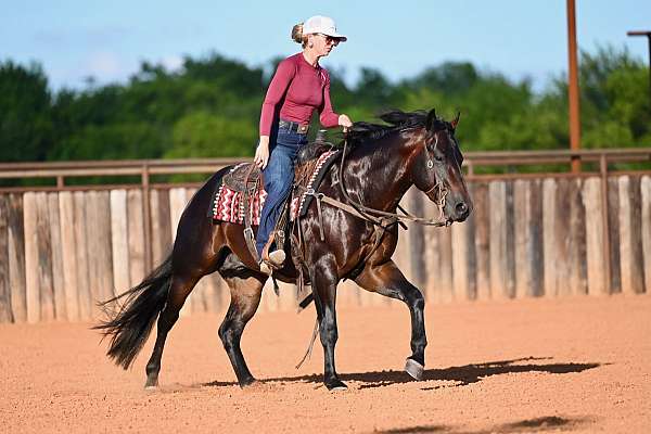 flashy-quarter-horse