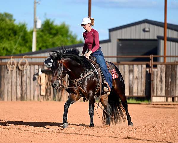 performance-quarter-horse