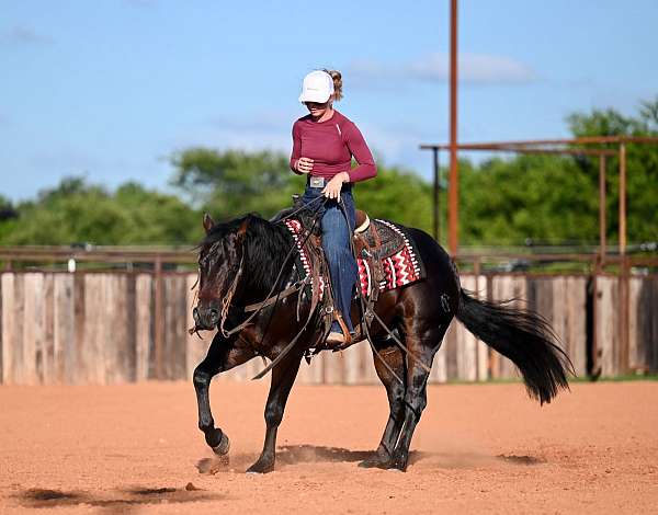 reined-cow-quarter-horse