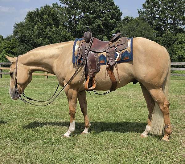 all-around-quarter-horse