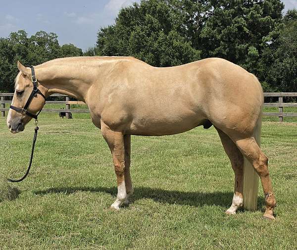 athletic-quarter-horse