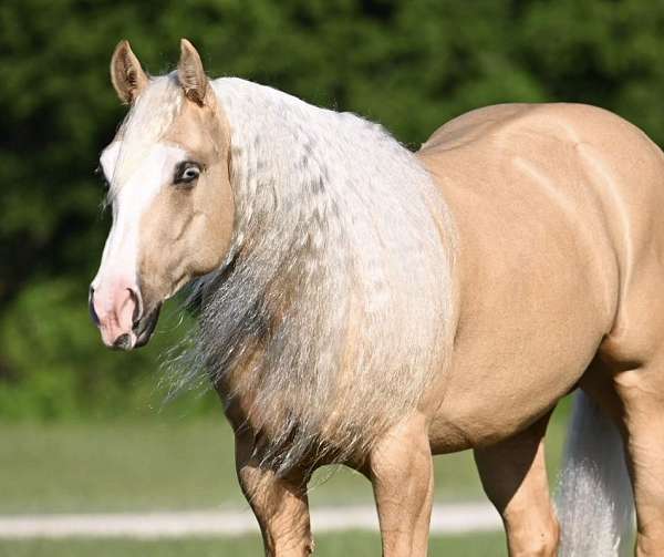 athletic-quarter-horse