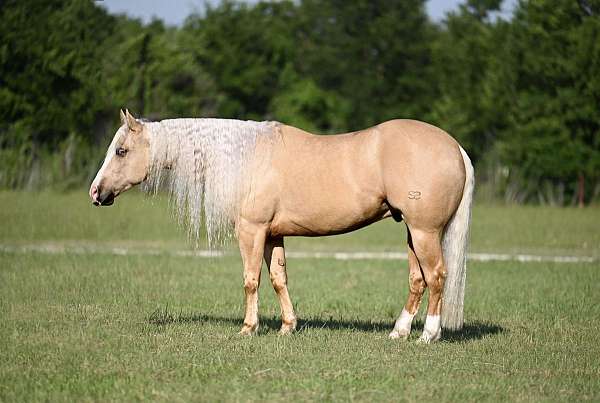 all-around-quarter-horse