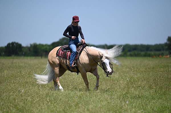 performance-quarter-horse