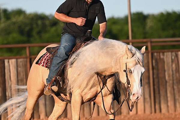 roping-quarter-horse