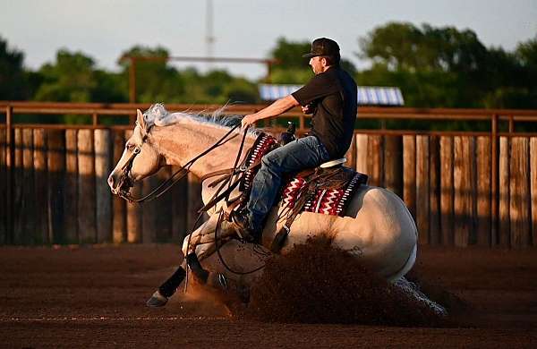 show-quarter-horse