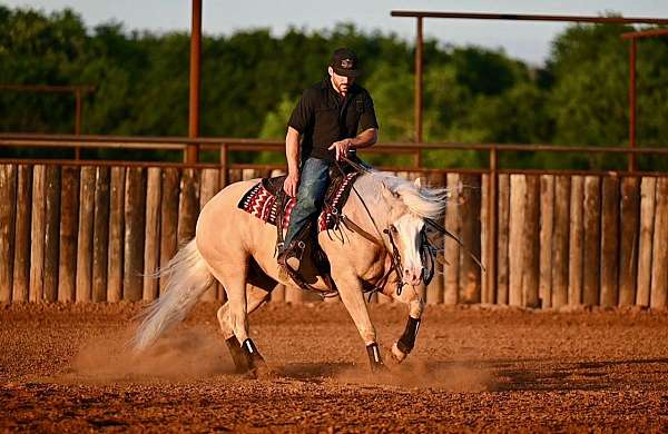 trail-quarter-horse