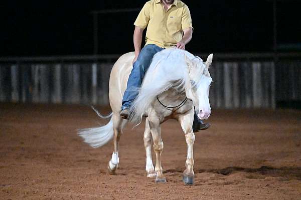 reining-quarter-horse