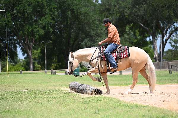 trail-riding-quarter-horse
