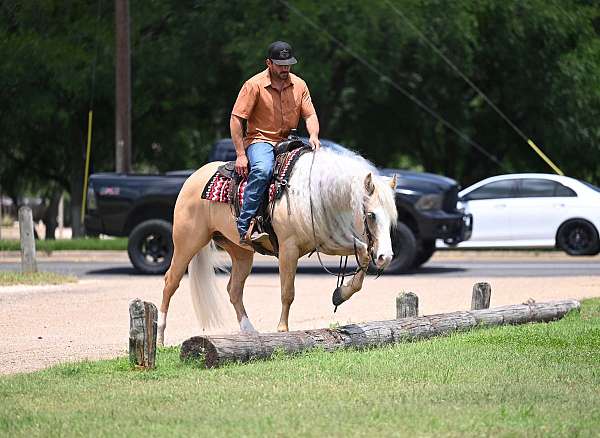 western-riding-quarter-horse