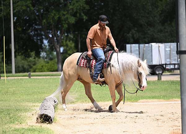 working-cattle-quarter-horse