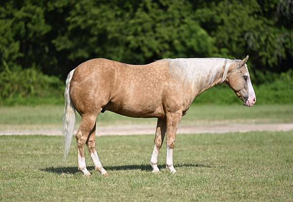 all-around-quarter-horse