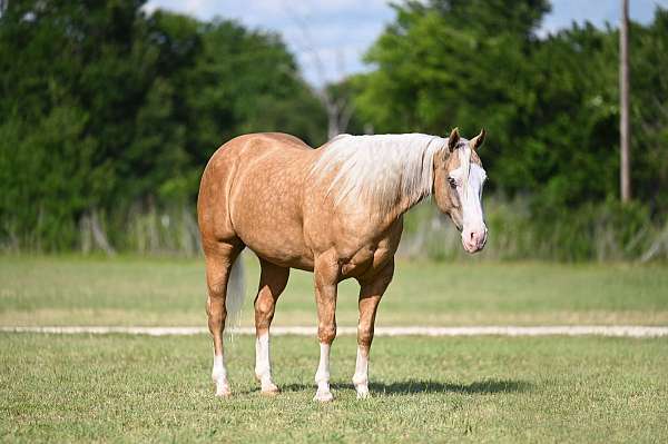 athletic-quarter-horse