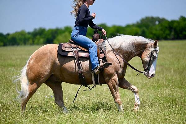 flashy-quarter-horse