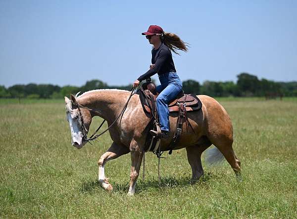 performance-quarter-horse