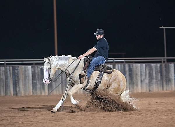 show-hack-quarter-horse