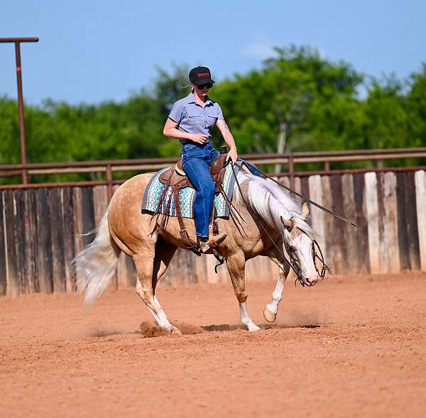 show-quarter-horse