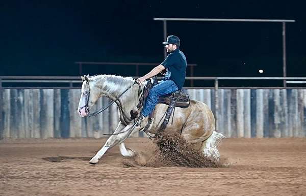trail-quarter-horse