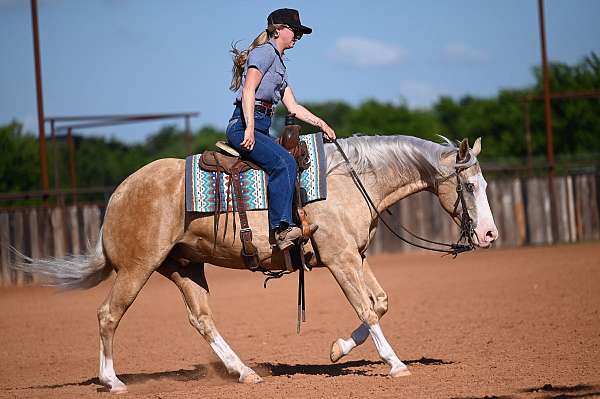 western-riding-quarter-horse