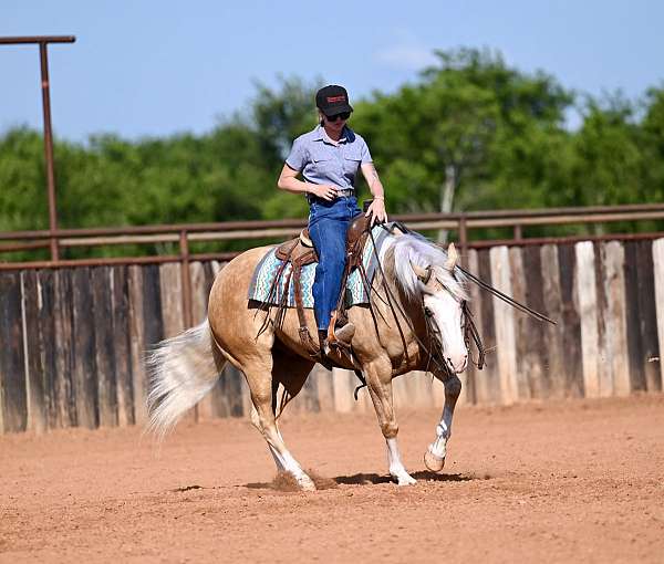 working-cattle-quarter-horse