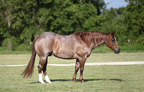 all-around-quarter-horse