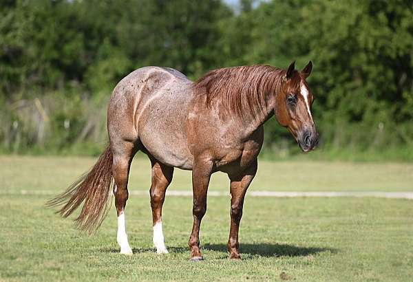 athletic-quarter-horse