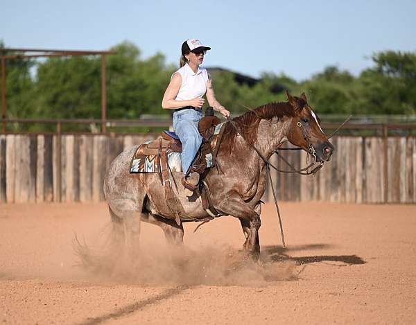 calf-roping-quarter-horse