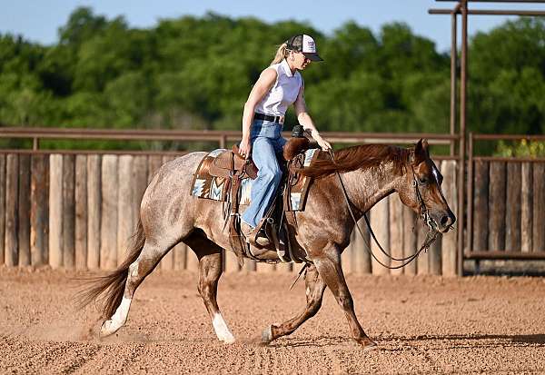 flashy-quarter-horse