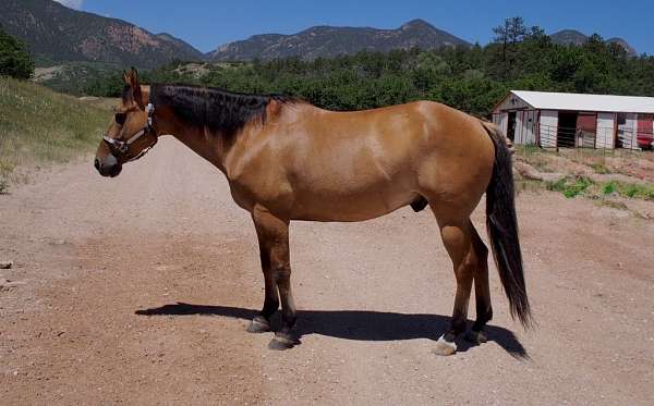 dun-star-lh-sock-horse