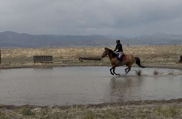 star-lh-sock-horse