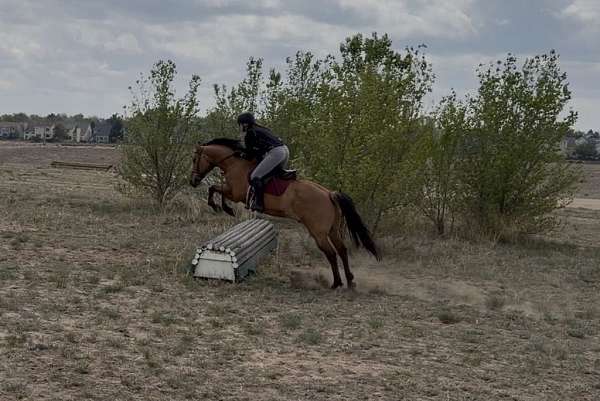 cross-country-quarter-horse