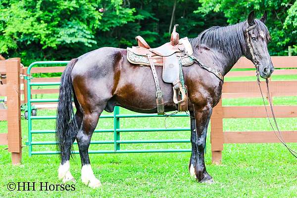 team-penni-warmblood-horse