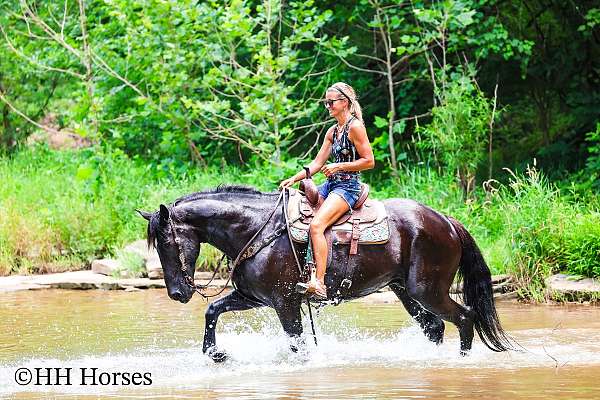 all-around-warmblood-horse