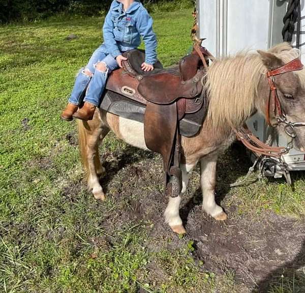 lesson-pony