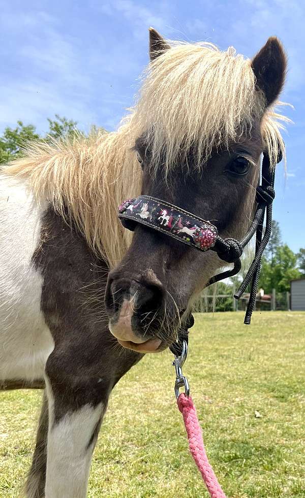 beginner-pony